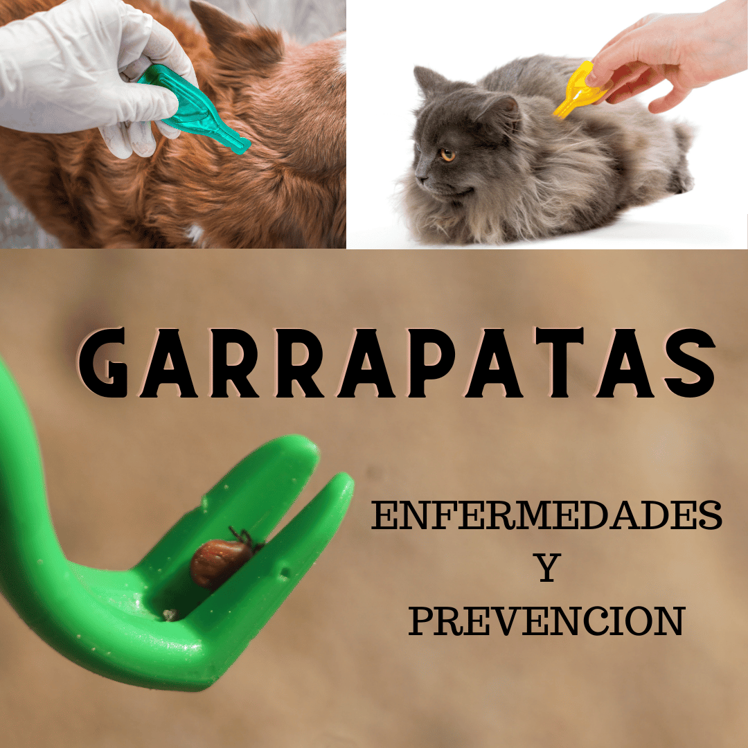 LAS GARRAPATAS